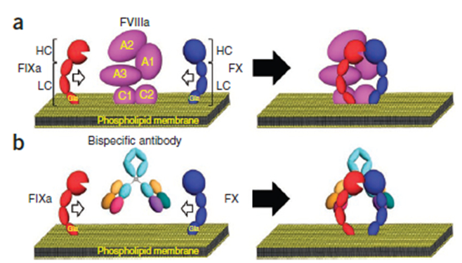 图2. Hemlibra作用机制