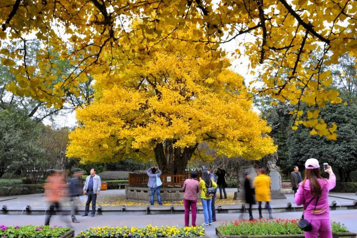 图源：青城山都江堰景区