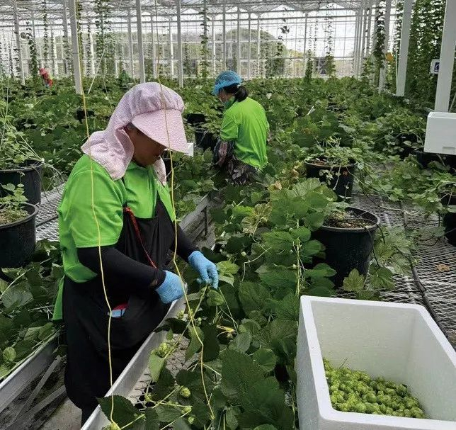 上图：金山啤酒花。摄影/应琛