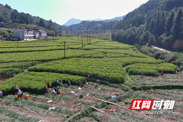 永兴县鲤鱼塘镇板桥村生姜收获现场.