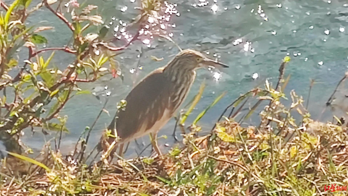 ▲市民拍到的国家一级野生保护动物池鹭
