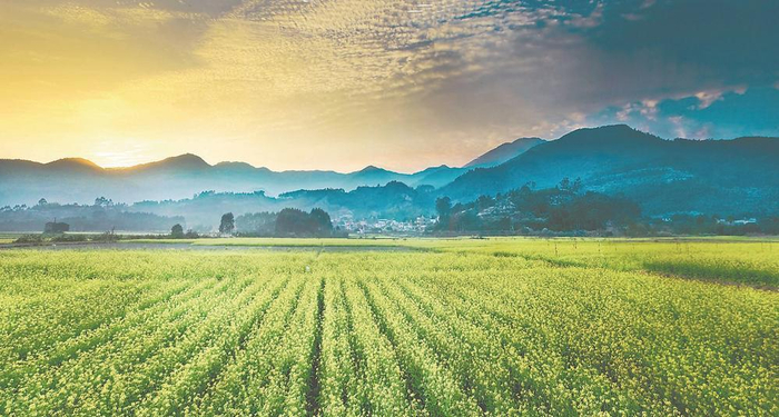 古山重漫山遍野的油菜花  （资料图片）