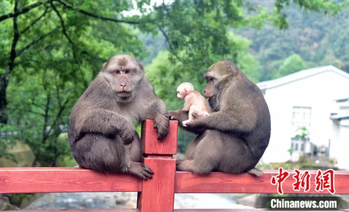 野生藏酋猴。中新社记者 张丽君 摄