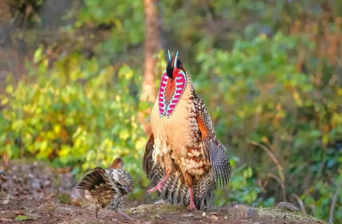 鸟中大熊猫黄腹角雉。万勇 摄