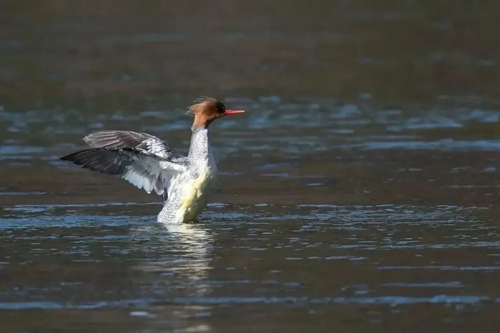 “鸟中国宝”中华沙秋鸭。苏盛花 摄 