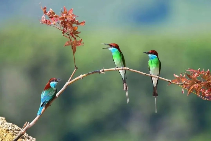 蓝喉蜂虎，极具观赏价值，被誉为“中国最美的小鸟”。衷柏夷 摄