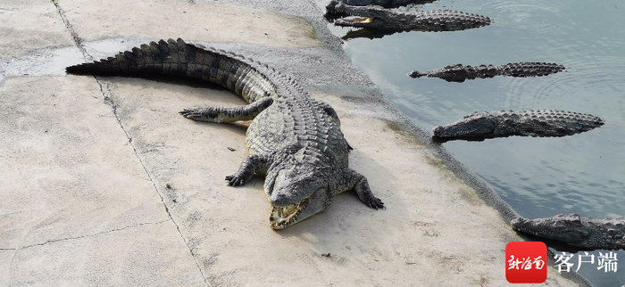 鳄鱼。记者 梁振文/摄