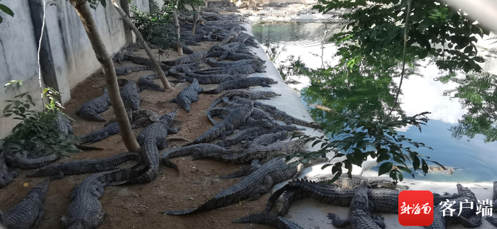 养殖在池塘边的鳄鱼。记者 梁振文/摄