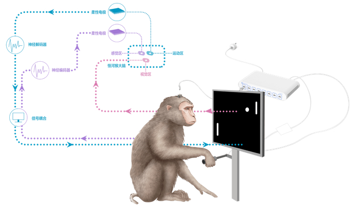 实验架构 图片来源：脑虎科技官网