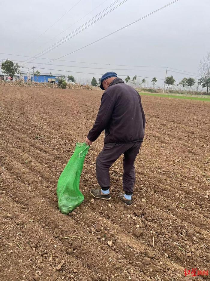 ▲在冯塘乡一些已经完成秋收的田地里，仍有老人在地里进行捡拾