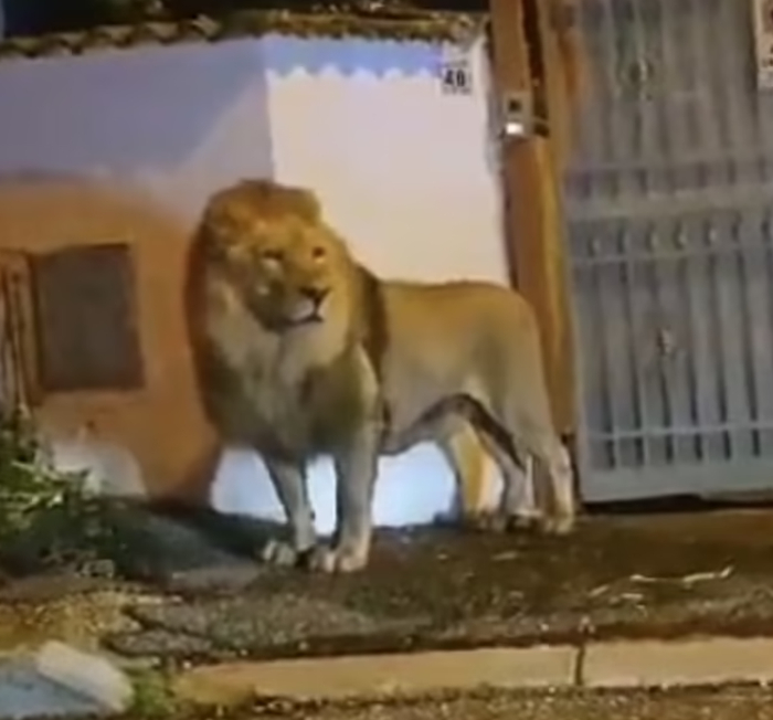 ▲金巴在一户居民门口驻足停留