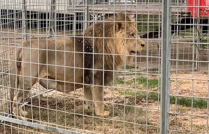 ▲此前被关在笼中的金巴