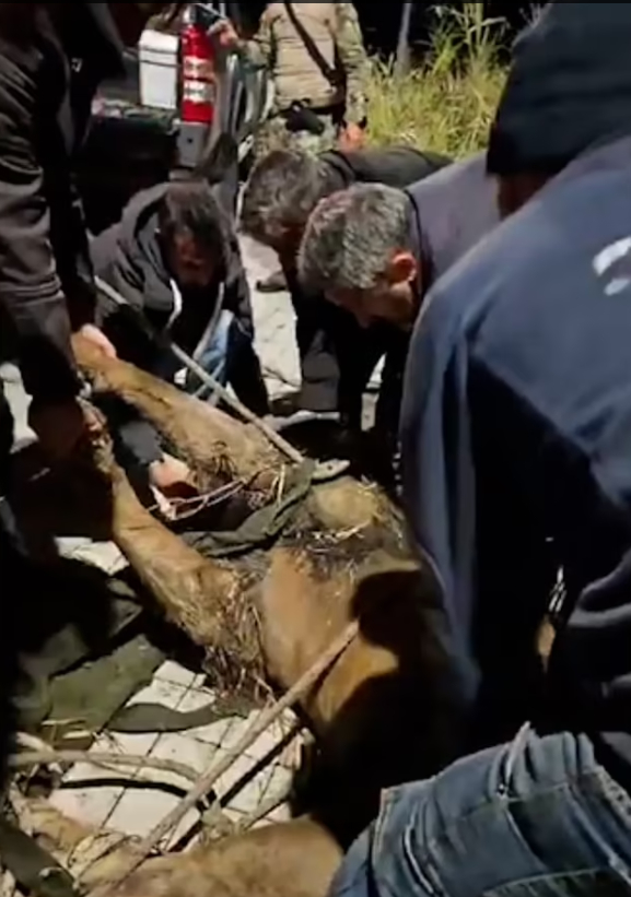 ▲金巴在麻醉后被警方控制