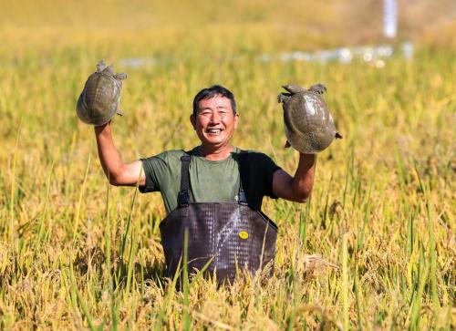 ▲稻鳖综合种养