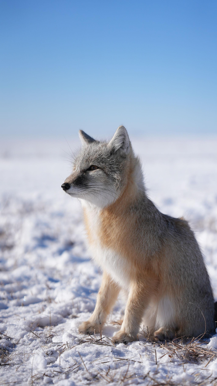 蔚蓝的天空下小沙狐眺望远方.(摄影:刘东)