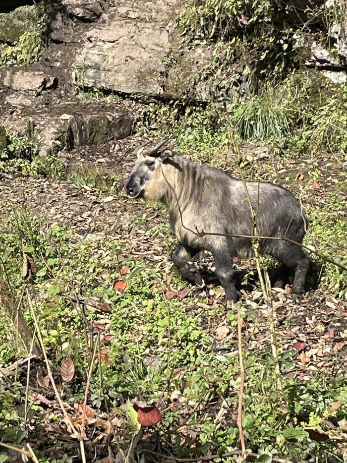 ▲洪雅县拍到的扭角羚画面