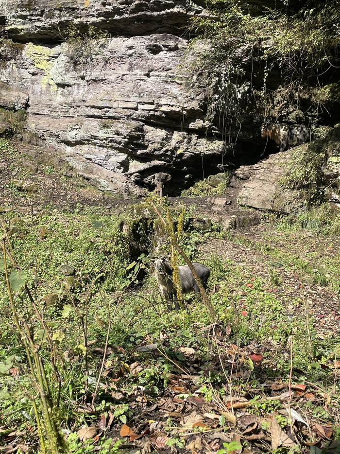 ▲洪雅县拍到的扭角羚画面