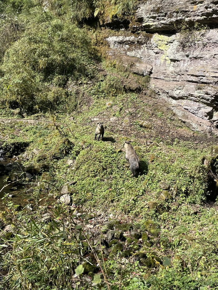 ▲洪雅县拍到的扭角羚画面