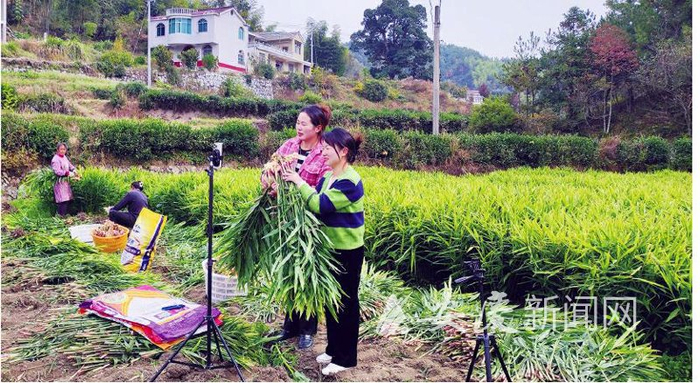 　　11月7日，电商直播从业人员徐晓云和刘丹正在为家乡的小黄姜卖力吆喝。 全媒体记者 何飞 摄