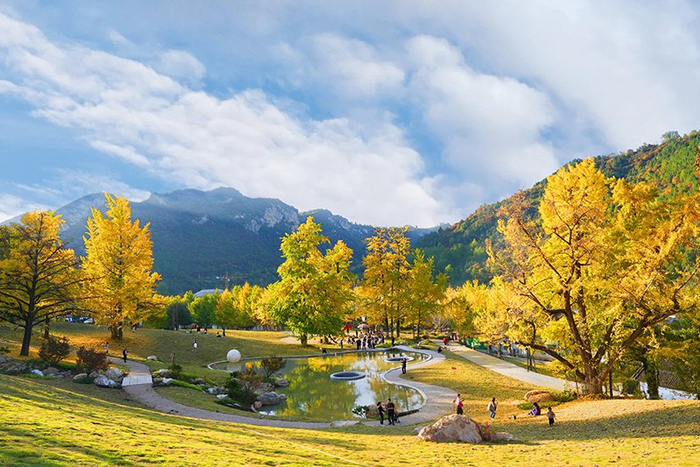 田河村的银杏已换上“金装”。供图