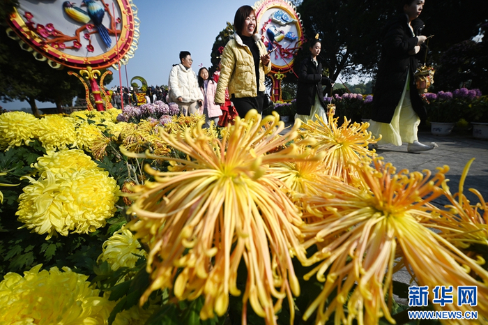 11月12日,游客在河南省开封市龙亭公园游园赏菊.