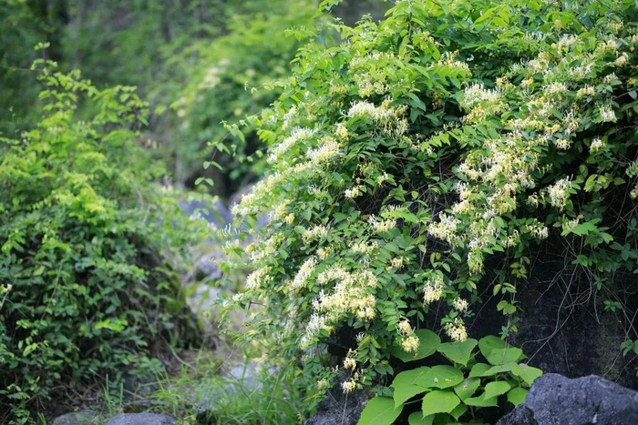 ▲石头缝里的金银花。蓝德龙 摄