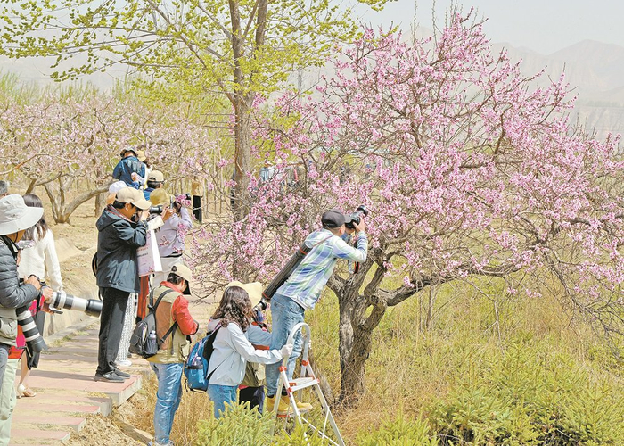 游客被下川口村桃花源景区内的桃花吸引。资料图片