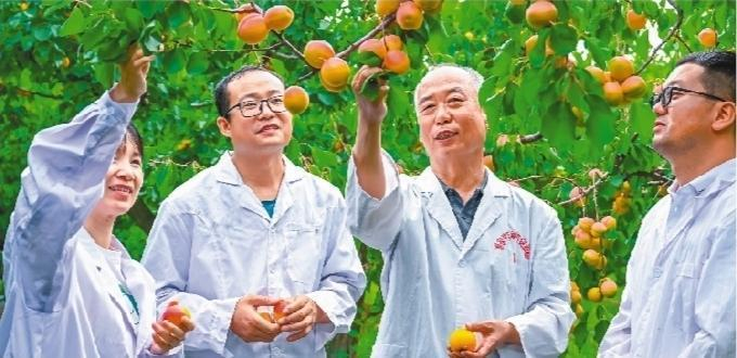         刘威生（右二）带领李杏团队在资源圃内查看杏果实的长势。本版图片由本报记者查金辉摄