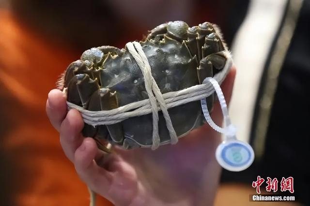 资料图：大闸蟹。 中新社记者 泱波 摄