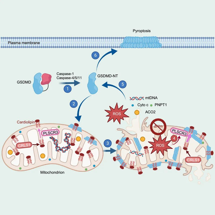 图1.细胞焦亡发生早期，GSDMD-NT介导线粒体损伤并放大下游炎症反应及细胞焦亡