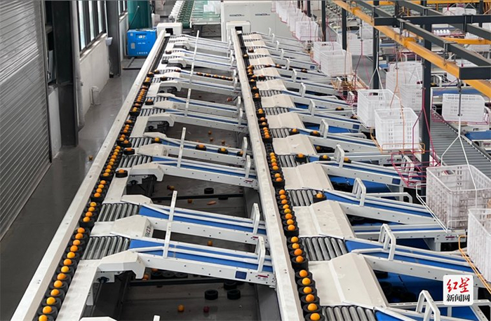 丹橙现代商贸物流园区内机器正在分拣果子 张曼|摄