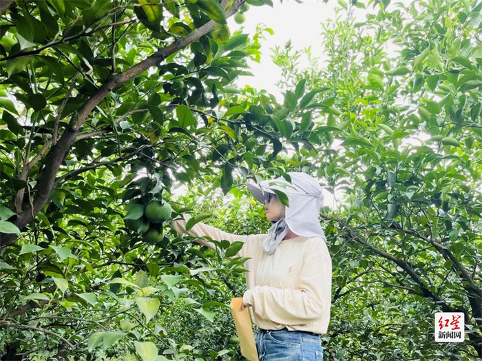 张丽君正在监测叶片发育情况 李栋|摄