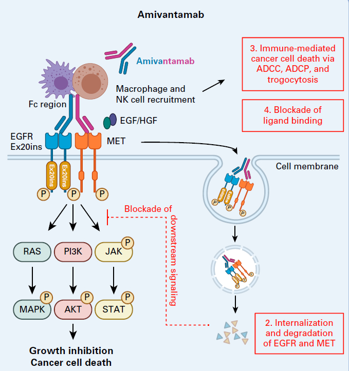 图1.埃万妥单抗作用机制