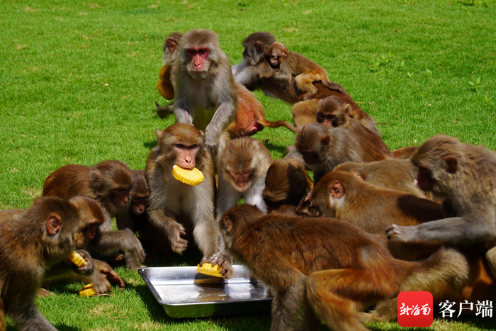 海南热带野生动植物园里的可爱猕猴.海南热带野生动植物园供图