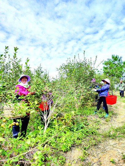 秀罗村村民正在采摘油茶果。黄传章摄/光明图片