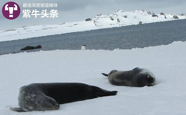 在南极看到的两头海豹