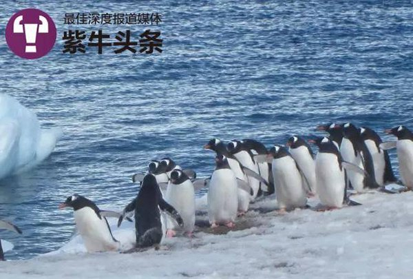 在南极能看到蠢萌的企鹅