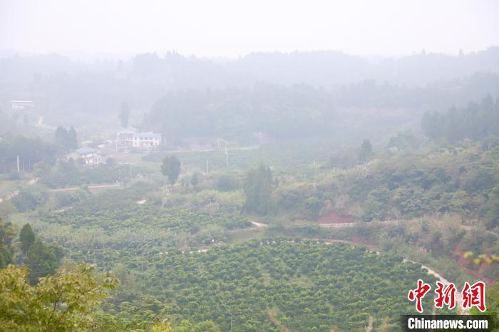 图为潼南区双江镇高石村土地建设枳壳生产示范基地。马佳欣 摄