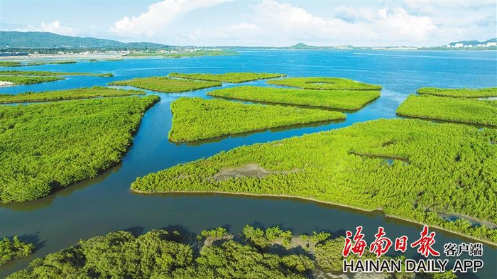 陵水红树林国家湿地公园翠绿满目. 袁琛 摄