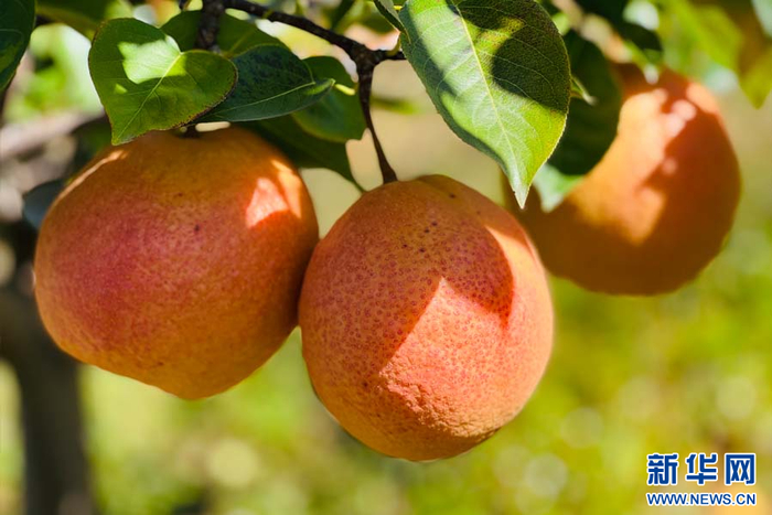 木梨园里果实累累(11月9日摄).新华网发(永胜县融媒体中心供图)