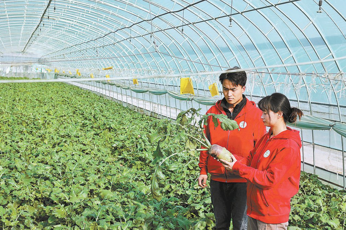 中国农业大学的学生在西槐庄村开展蔬菜新品种的种植。本报记者 白继开摄