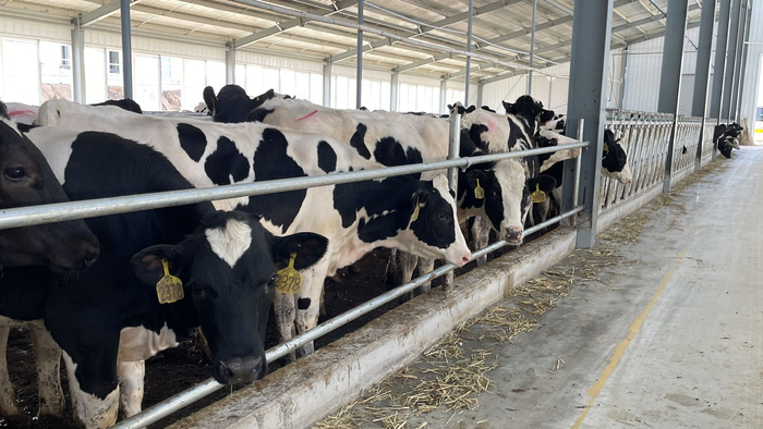 一头头体型健硕的奶牛