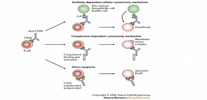 图：CD20单抗作用机制，来源：民生证券
