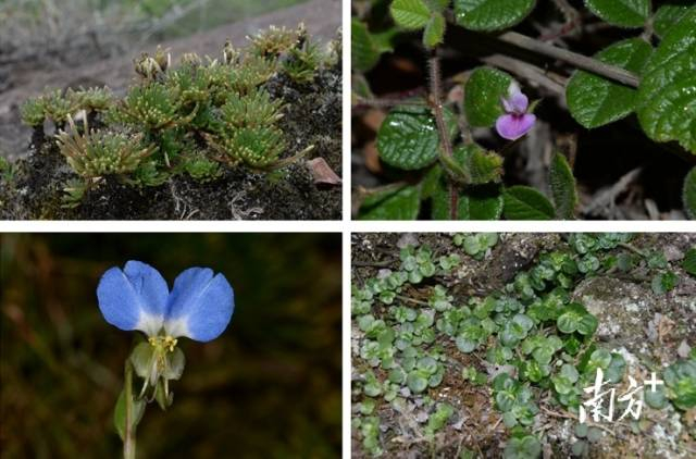 丹霞山新物种记录持续增加，拟建国家公园生态价值持续提升。