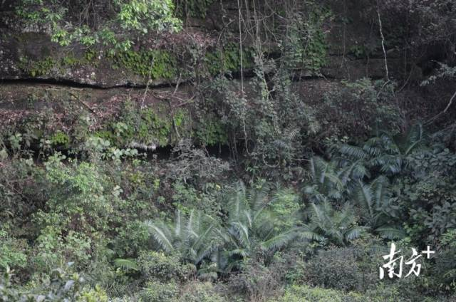 丹霞山野外分布的仙湖苏铁群落 （学名:Cycas szechuanensis）。侯荣丰 凡强 摄2