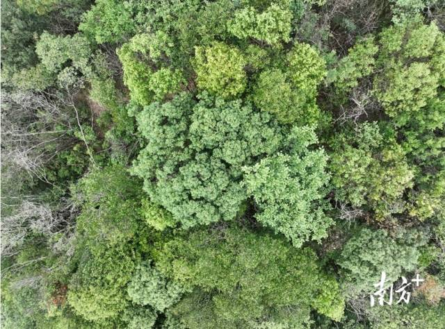 丹霞山山顶树冠。孙中宇 摄