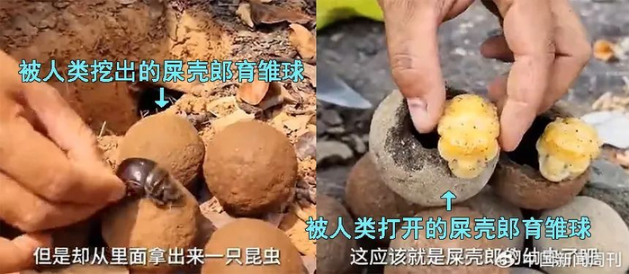 即便没有伊维菌素导致的四肢无力，屎壳郎的宝宝们也处在水深火热之中。