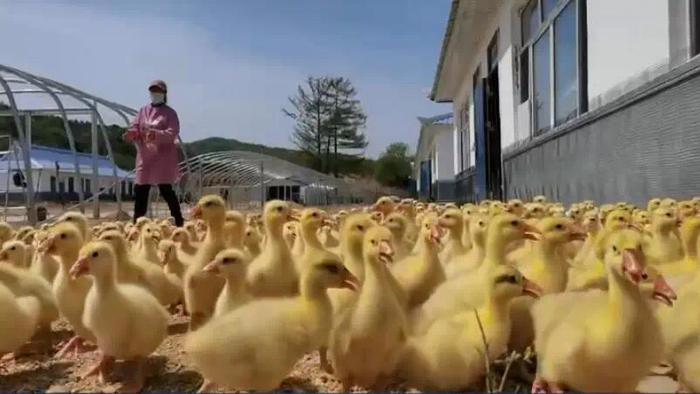 汤原县特色养殖鹅产业“向天歌”