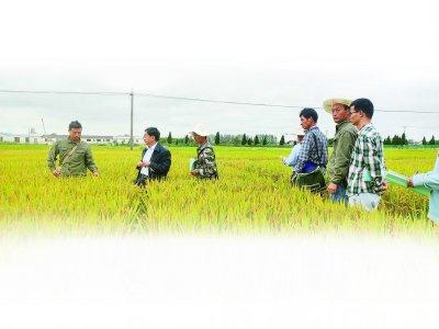 万建民（左二）和团队在位于江宁区淳化街道的南农大土桥水稻实验基地里查看水稻长势、观察相应性状。 万建民团队供图