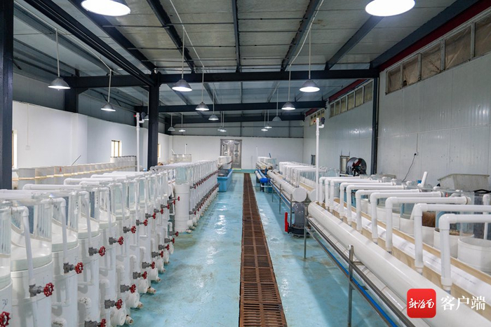 孵化车间.记者 曹志 摄